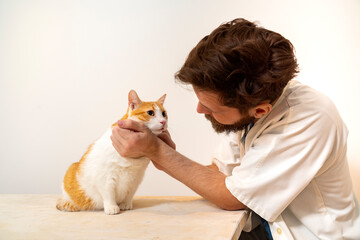 Vet examening the cat onthe table, having closer look