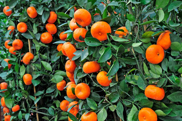 The tree mature orange
