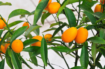 The tree mature orange