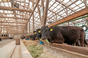 cows in a farm