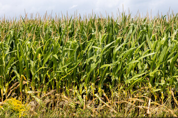Obraz premium Corn stalks at side of a cornfield