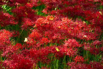 秋、林の中で木漏れ日を浴びながら咲く紅色の彼岸花（群生）　日本　
