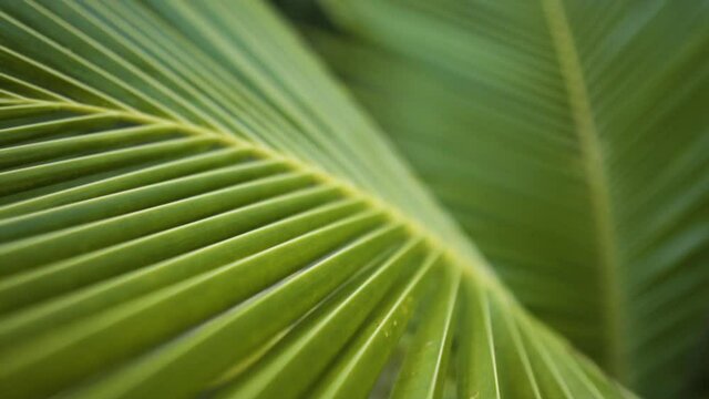 Macro slider view of young coconut tree palm leaf pattern