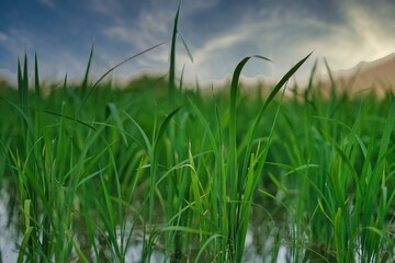 Obraz premium green grass and blue sky.