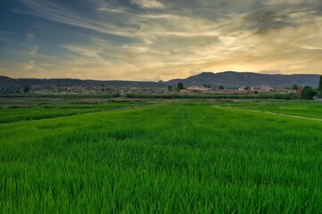 Obraz premium rice field at sunset