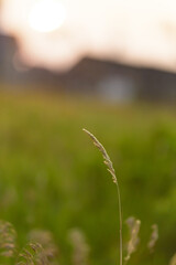 long grass