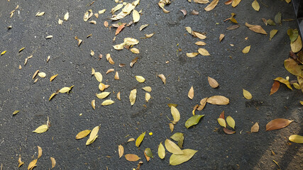 leaves on asphalt