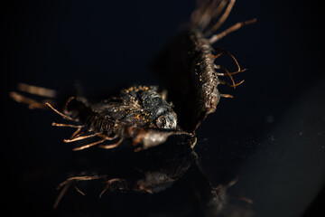 Digested fly
