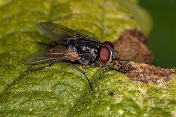 Adult House Fly