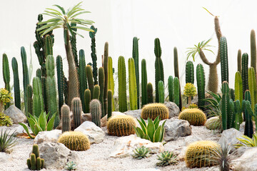 Cactus lined in rows in nursery of cactus garden.