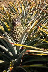 Healthy, delicious and with an impressive number of nutrients, a pineapple plantation (Ananas comosus) is laden with fruit growing under the tropical sunshine.