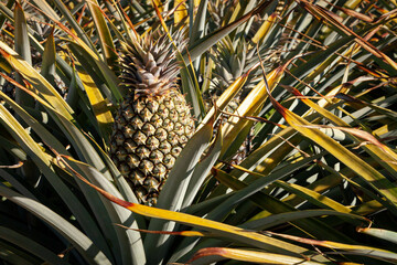 Healthy, delicious and with an impressive number of nutrients, a pineapple plantation (Ananas comosus) is laden with fruit growing under the tropical sunshine.
