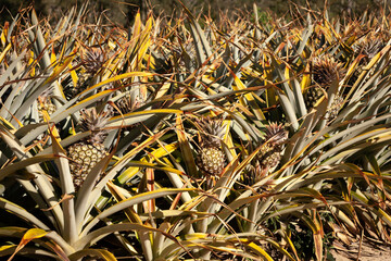 Healthy, delicious and with an impressive number of nutrients, a pineapple plantation (Ananas comosus) is laden with fruit growing under the tropical sunshine.