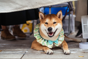 Smiling Shiba lnu relaxing under the shelter