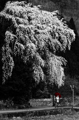 さくらの滝_B&W+R / 島根県鹿足郡吉賀町