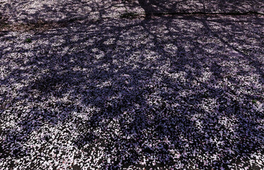 路上の桜 / 山口県大島郡周防大島町