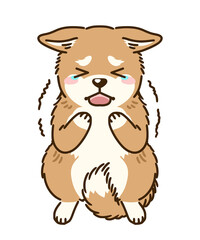 Fototapeta premium 怯える柴犬