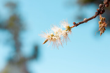 White flower of Melaleuca cajuputi Powell, Cajuput tree, paper bark tree or swamp tea tree with sunlight on blue sky background. 