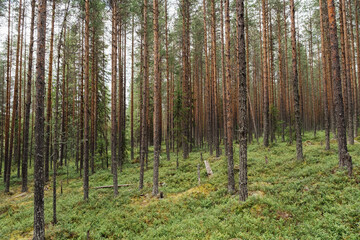 Beautifull сoniferous forest trees. Nature wood backgrounds
