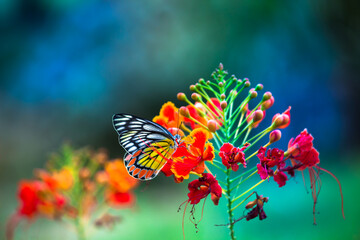 Fototapeta na wymiar Jezebel Butterfly or (Delias eucharis) resting on the Royal Poinciana flower plant in a soft green background 