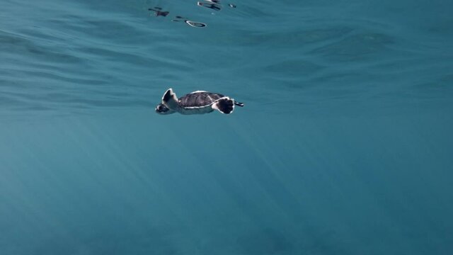 New Born Sea Turtle Start To Submerged Underwater. Closeup