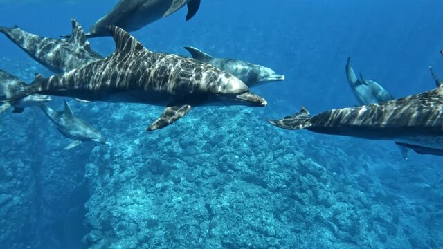 A Pod Of Bottlenose Dolphins Swimming In The Depth Of Blue Sea. - close up, underwater