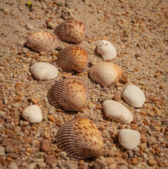 seashells on the beach ocean color marine 