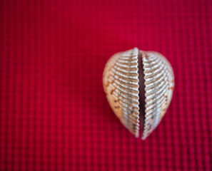 shell on red background 