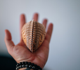 seashell held in hand beautiful nature 