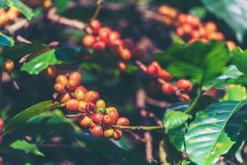 Ripe Red coffee bean berry plant fresh seed coffee tree growth in green eco organic farm. Close up red ripe seed robusta arabica berries harvest for  coffee garden. Fresh coffee bean green leaf bush