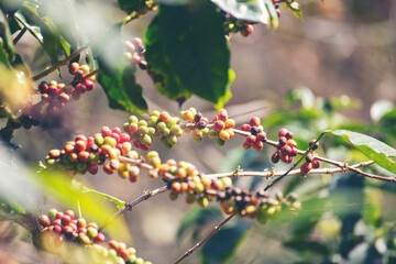 Ripe Red coffee bean berry plant fresh seed coffee tree growth in green eco organic farm. Close up red ripe seed robusta arabica berries harvest for  coffee garden. Fresh coffee bean green leaf bush