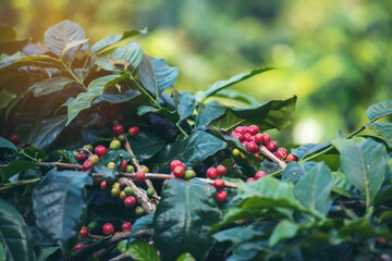 Ripe Red coffee bean berry plant fresh seed coffee tree growth in green eco organic farm. Close up red ripe seed robusta arabica berries harvest for  coffee garden. Fresh coffee bean green leaf bush