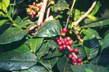 Ripe Red coffee bean berry plant fresh seed coffee tree growth in green eco organic farm. Close up red ripe seed robusta arabica berries harvest for  coffee garden. Fresh coffee bean green leaf bush