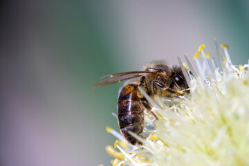 Honey Bee on onion flower closeup macro