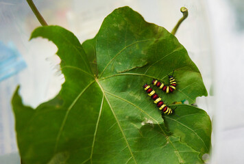 Yellow, red, black striped caterpillars are eating leaves. shot from high angle