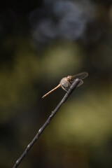 Dragon fly in india cute background blur