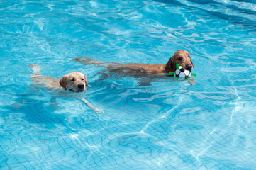 Golden Retriever and Labrador Retriever swimming in the pool