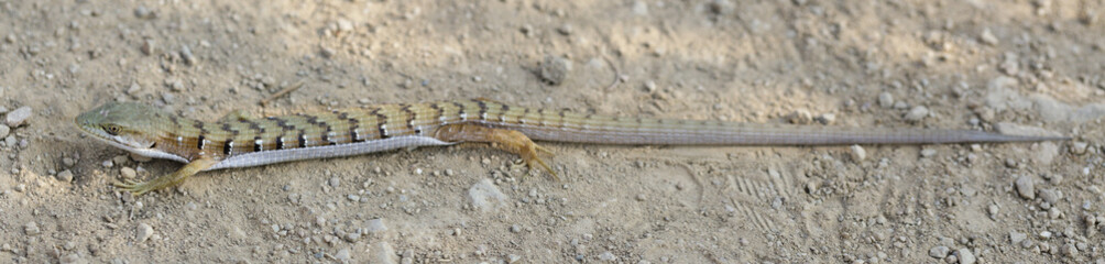 California Alligator Lizard Adult Full Length. Joseph Grant County Park, Santa Clara County, California, USA.