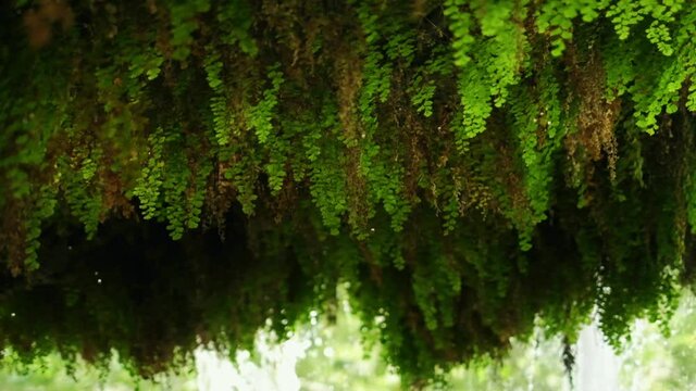 Lush leaves shaking under a tropical waterfall. waterfall is dripping over the greenery in slow motion. 4K. b roll.