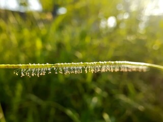 dew drops on the grass