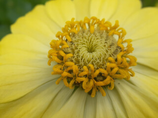 close up of yellow flower