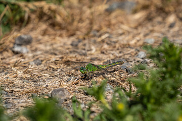 close up of a beautiful green dragonfly resting on the ground covered by brown pine needles on a sunny day