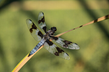 close up of a beautiful blue dragonfly resting on the brown grass on a sunny day