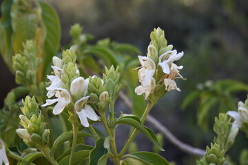 white flowers with triangular leaves 