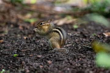 Chipmunk in a city park in Davenport, Iowa