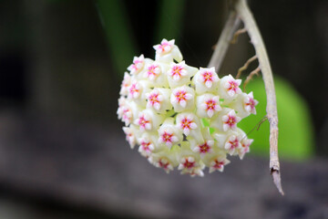 The selective focus of white hoya plant.
