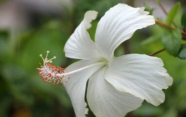 The close up of white Shoe Flower, Hibiscus, Chinese rose.