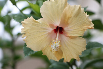 The close up of yellow Shoe Flower, Hibiscus, Chinese rose.