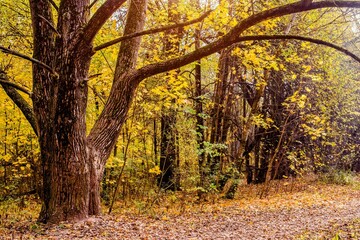 Fototapeta premium Autumn background - view of the city Park in October