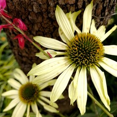 白い花と木の写真
